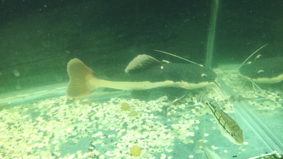 Pirarara em aquário com um peixe que ele irá atacar