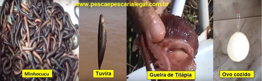 Tipos de iscas para pesca de Pirarara, da esquerda para direita: Minhocuçu, Tuvira, Guelra de Tilápia e Ovo Cozido