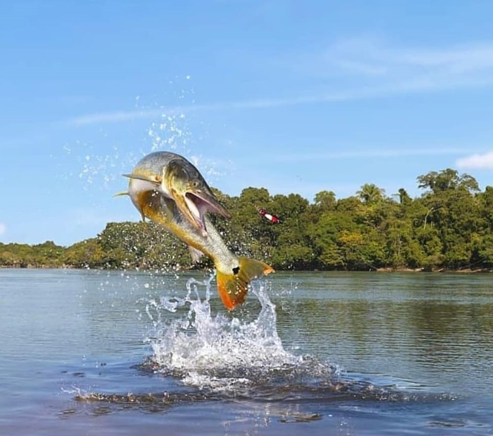 bicuda dando seu salto tipico