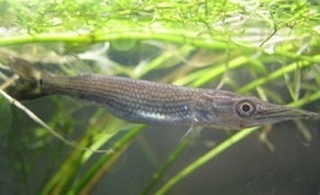 Alevino de Bicuda