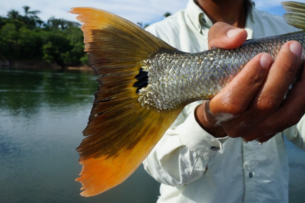 pinta na cauda da bicuda