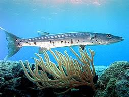 A Barracuda é um peixe marinho que se parece com a Bicuda. Não confunda!