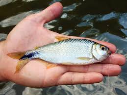 Pequenos peixes ou pedaços de peixes podem ser usados como iscas naturais