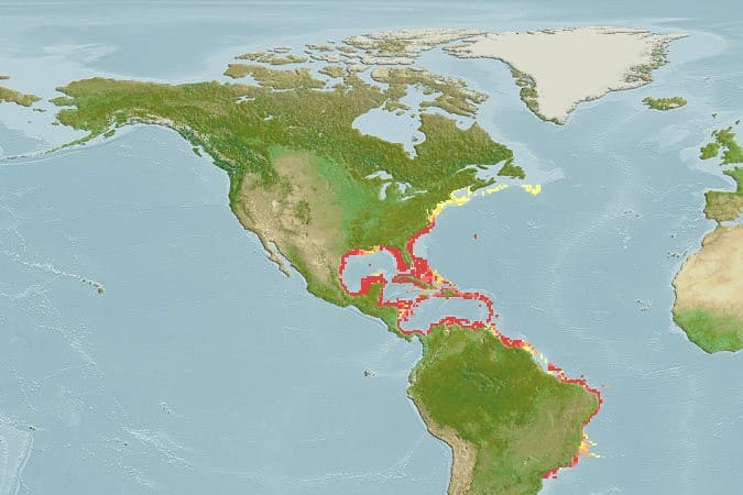 Mapa do Cioba, po FishBase