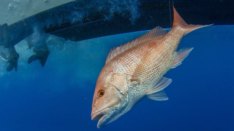 Peixe Vermelho no mar