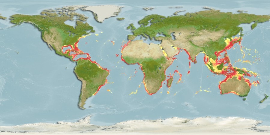 Mapa da localização do Bijupirá