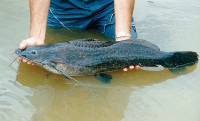 judiá na pesca