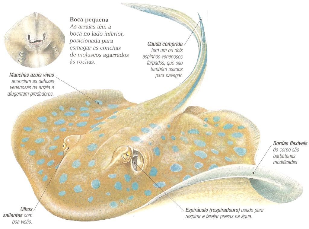 desenho arraia com explicações