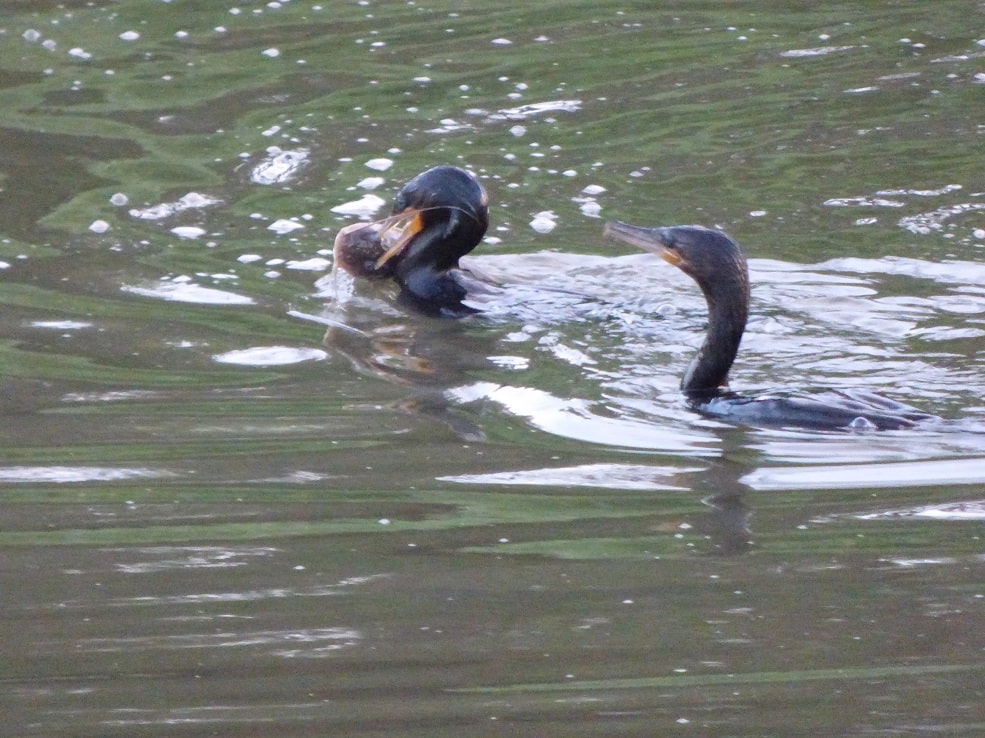 Dois Biguás pescando um Jundiá