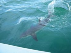 Bijupirá seguindo barco