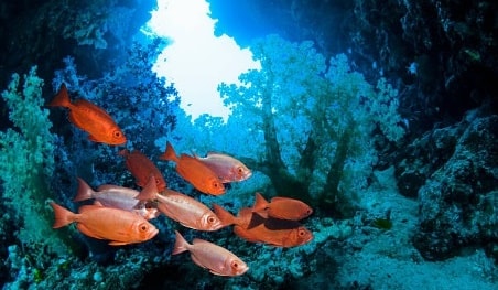 Cardume de filhotes de peixe vermelho