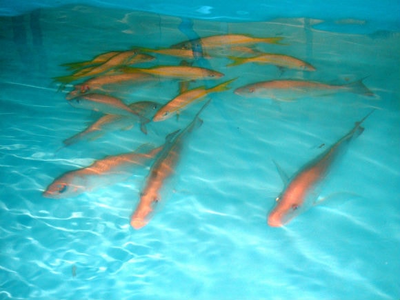 Criação de Peixe Vermelho no Instituto Labomar, no Ceará