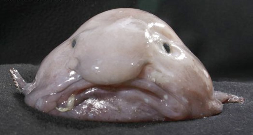 Foto que deu tÃ­tulo de peixe mais feio do mundo ao peixe gota