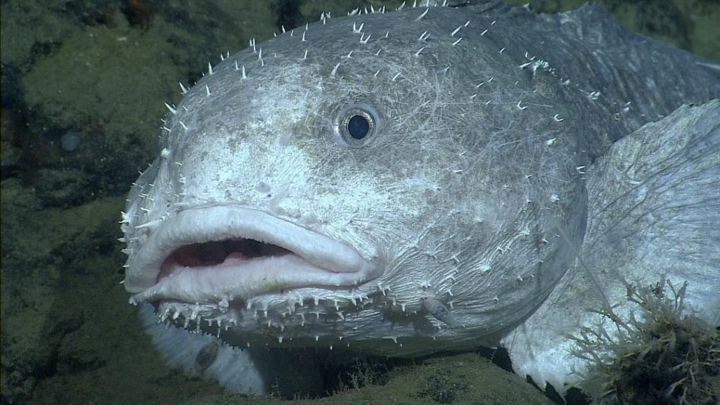 A foto mostra o porquê do peixe mais feio não ser feio, nessa foto ele não está deformado por causa da troca súbita de pressão