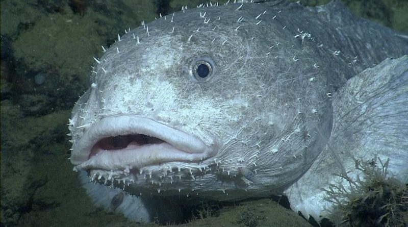 A foto mostra o porquê do peixe mais feio não ser feio, nessa foto ele não está deformado por causa da troca súbita de pressão