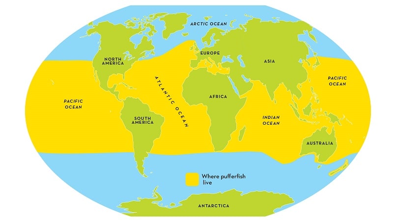 Foto de mapa mostrando a localização dos baiacus