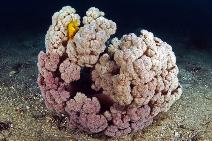 Cavalo marinho se escondendo em coral