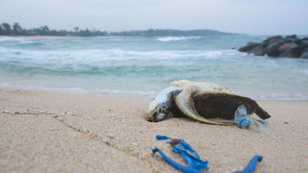 Tartaruga morta ao lado de plastico