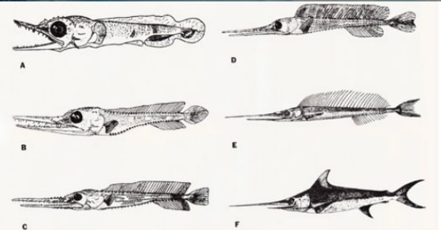 As fases de evoluÃ§Ã£o do Peixe Espada desde a larva atÃ© adulto