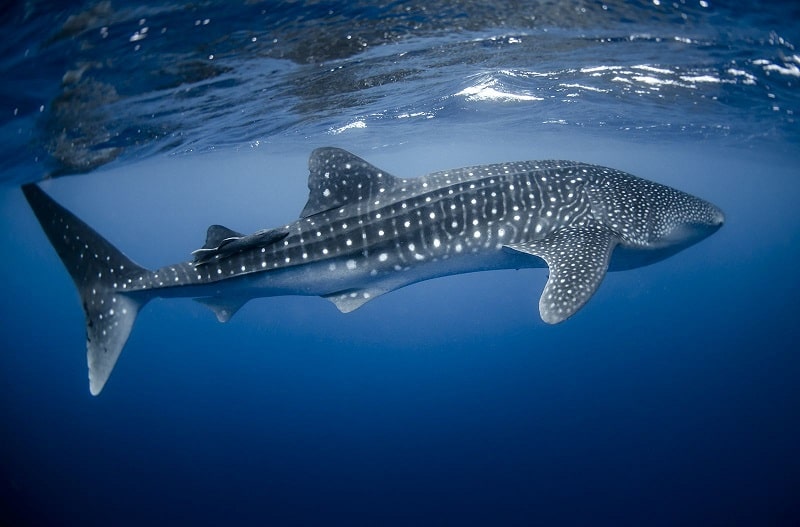 Tubarão-baleia nadando