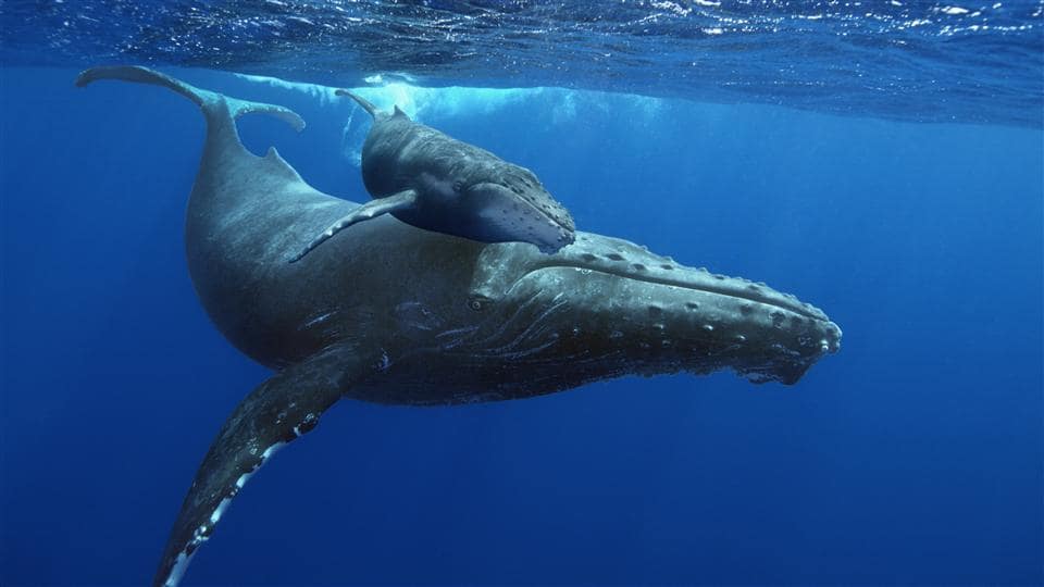 Uma baleia e seu filhote no mar