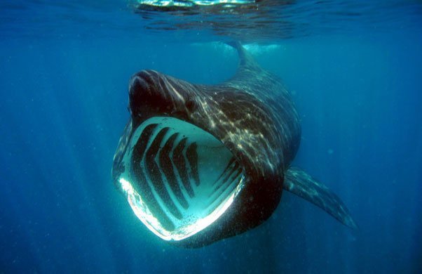 tubarão-baleia com a sua grande boca aberta