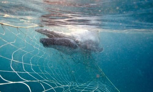 Uma baleia presa  em rede marinha