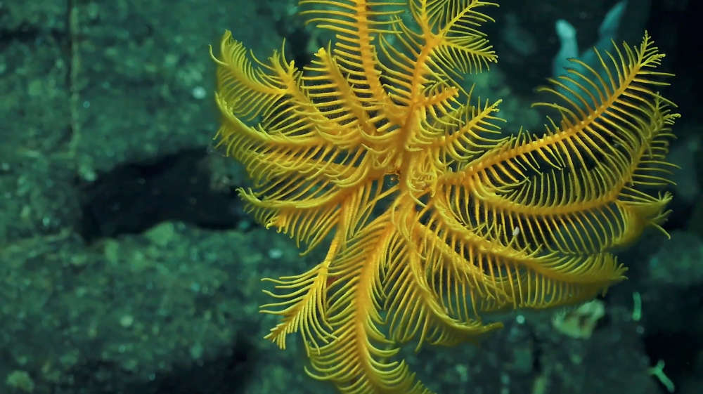 Uma Crinoide