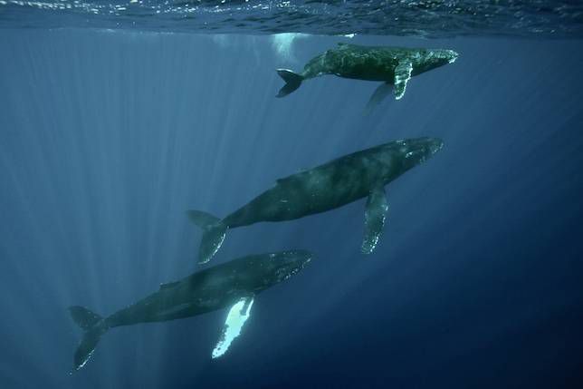 três baleias