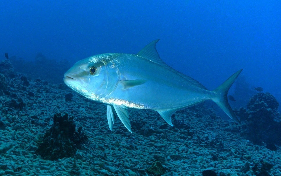 Peixe Olho de Boi pode transmitir Haff