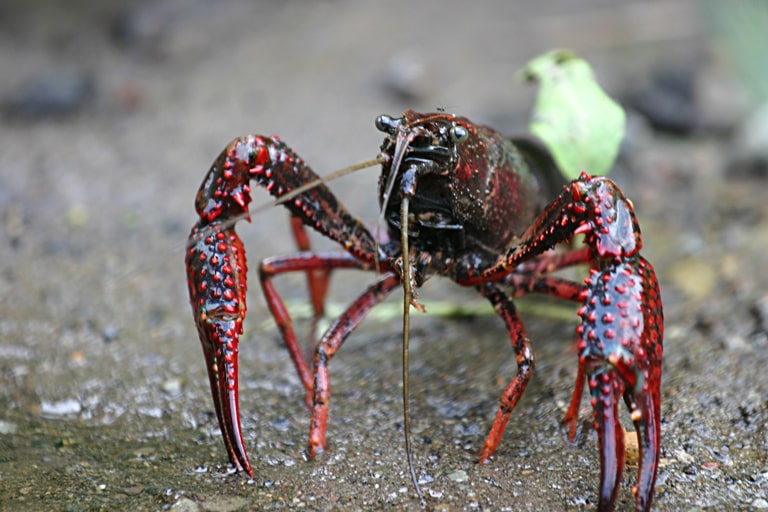 Lagostim Vermelho, o crustáceo que transmitiu a Haff na China