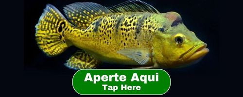 Aperte Aqui Tap Here (2)-min